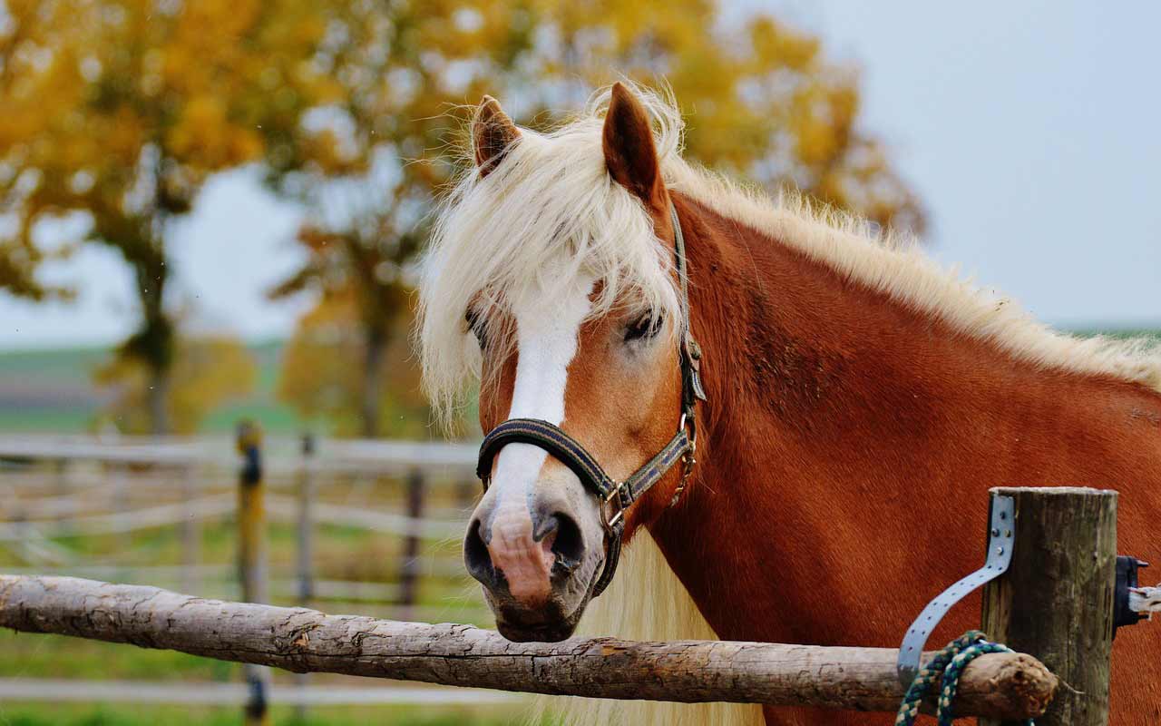 Horse-riding